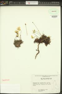 Dryas integrifolia image