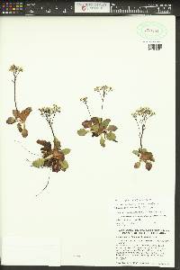 Micranthes rufidula image