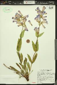 Penstemon pennellianus image