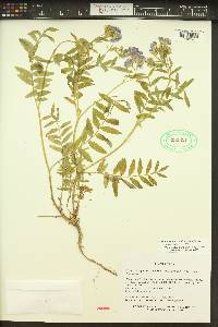 Polemonium californicum image