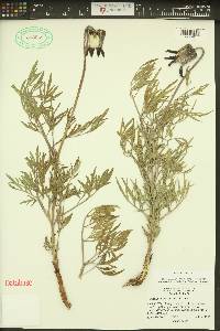 Clematis hirsutissima var. hirsutissima image