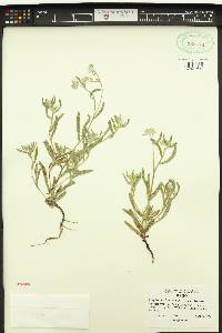 Cryptantha intermedia image