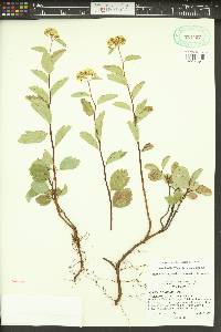 Spiraea lucida image