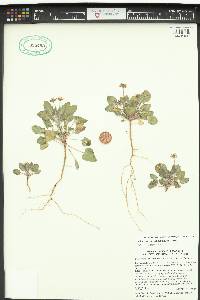 Eriogonum abertianum image