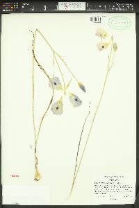 Calochortus eurycarpus image