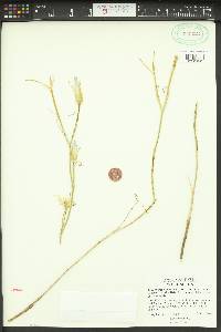 Calochortus macrocarpus image