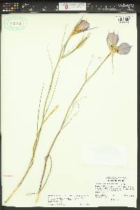 Calochortus macrocarpus image