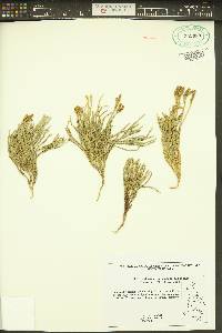 Diphasiastrum alpinum image