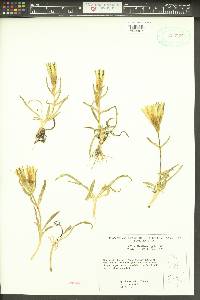 Gentiana algida image