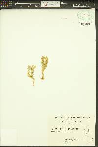 Huperzia appressa image