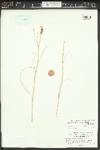 Calochortus macrocarpus image