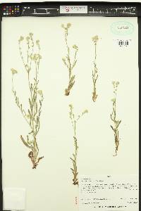 Cryptantha intermedia image