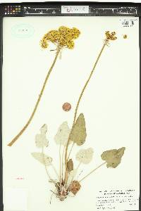 Eriogonum compositum image