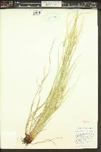 Carex sychnocephala image