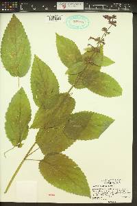 Stachys cooleyae image
