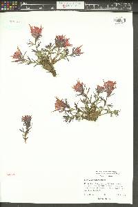 Castilleja rupicola image