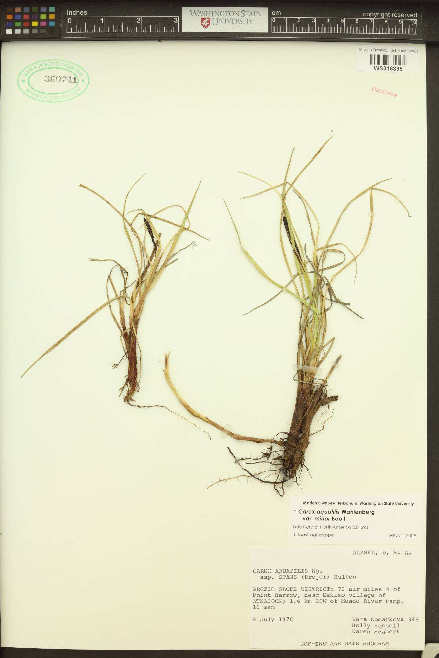 Carex aquatilis var. minor image