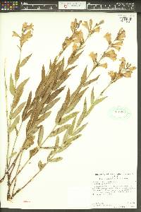 Penstemon venustus image