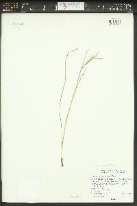 Calochortus macrocarpus image