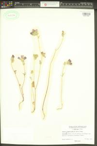 Sidalcea diploscypha image