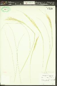 Pappostipa speciosa image