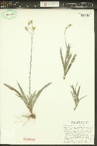 Pityopsis graminifolia image