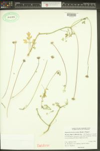 Hofmeisteria fasciculata image