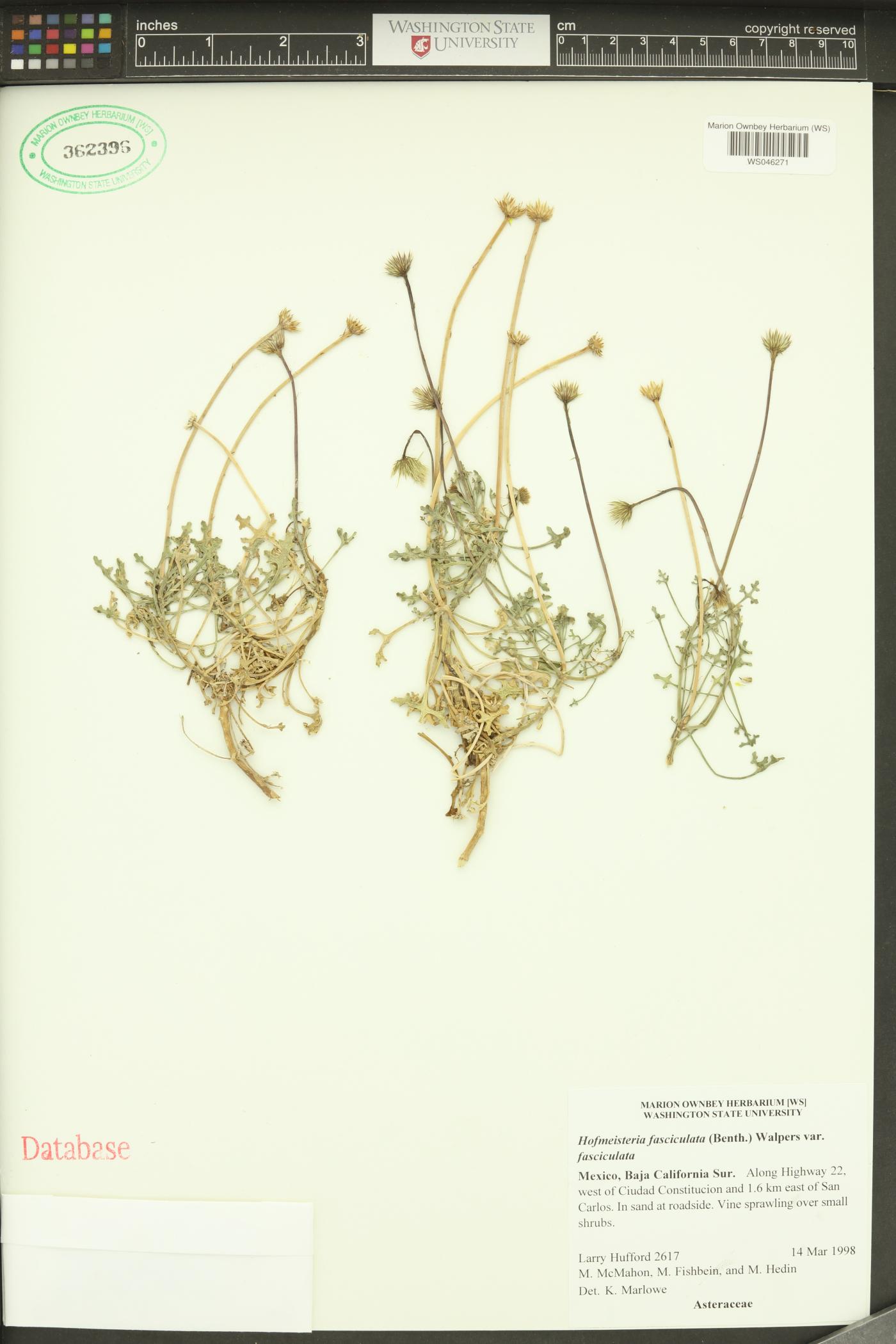 Hofmeisteria fasciculata var. fasciculata image