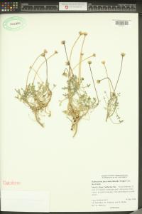 Hofmeisteria fasciculata image