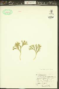 Diphasiastrum alpinum image