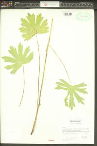 Sidalcea cusickii image