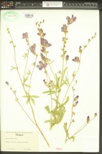 Sidalcea asprella image