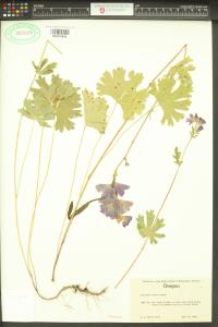 Sidalcea asprella image