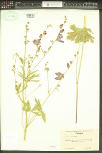 Sidalcea asprella image