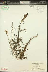 Linaria vulgaris image
