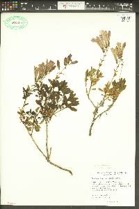 Penstemon fruticosus image