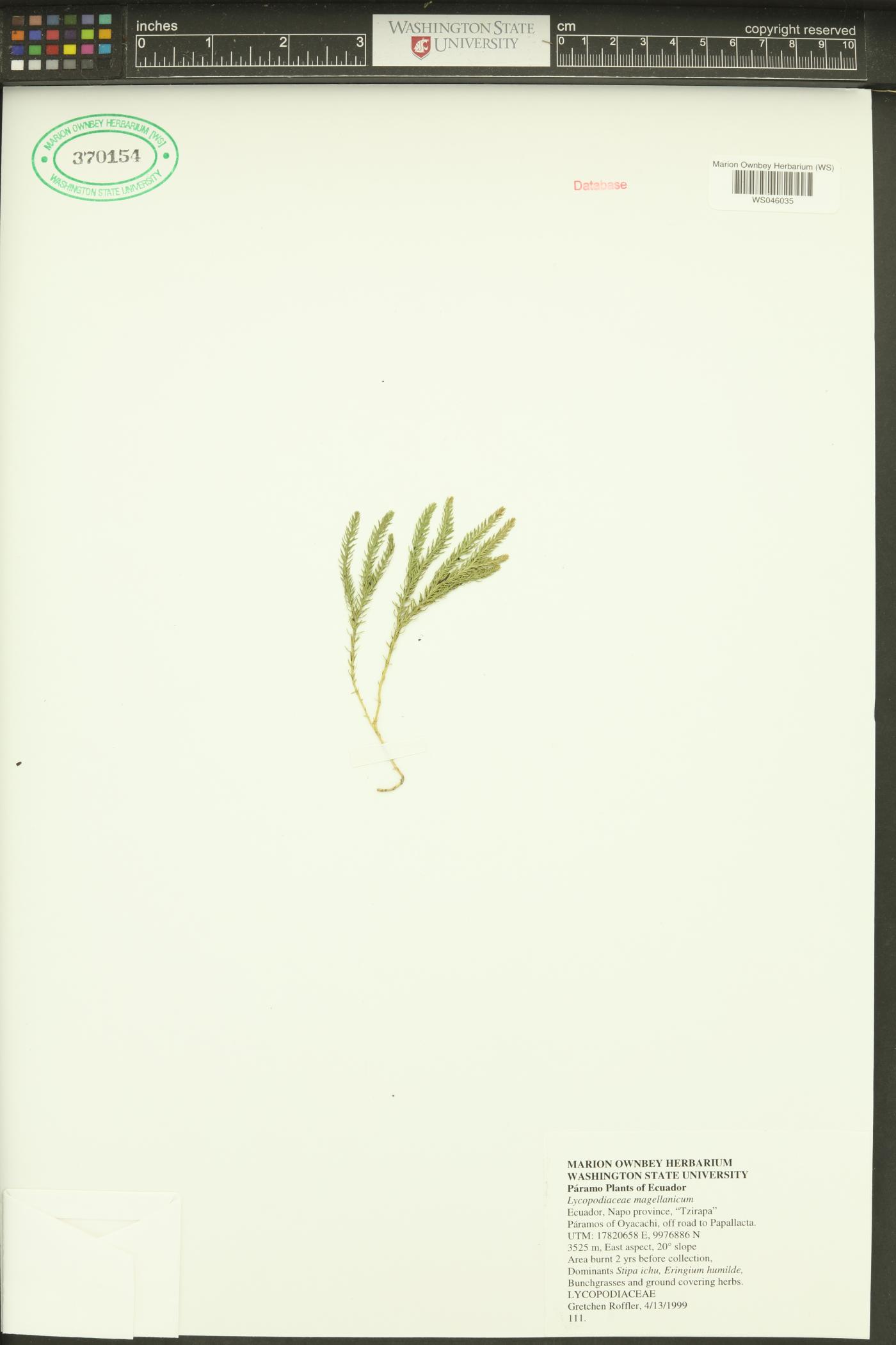 Austrolycopodium magellanicum image