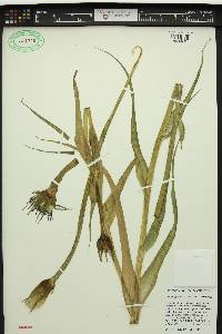 Tragopogon mirus image