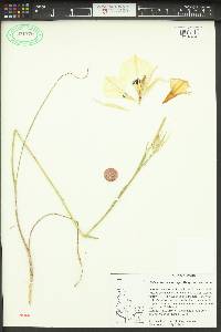 Calochortus macrocarpus image