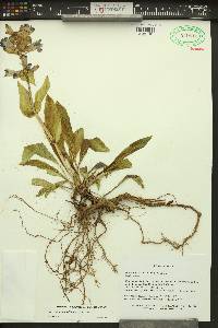 Penstemon pennellianus image