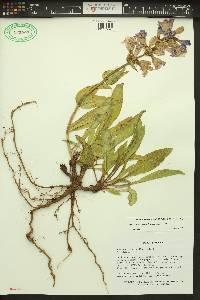 Penstemon pennellianus image