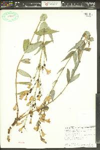 Penstemon venustus image