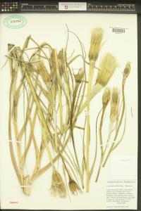 Tragopogon dubius image