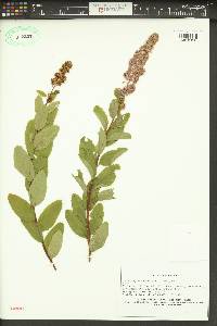 Spiraea douglasii image