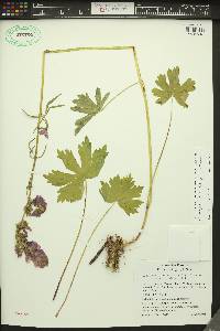 Sidalcea oregana image