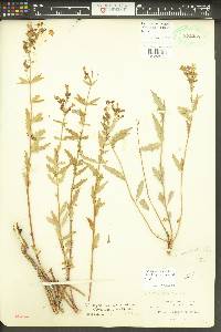 Penstemon richardsonii var. dentatus image