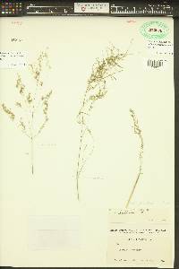 Poa bulbosa image