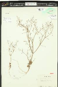 Oxytheca dendroidea image