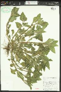 Solanum nigrum image