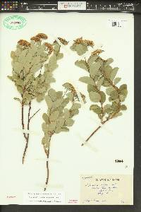 Spiraea splendens image